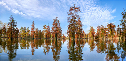 池杉湖国家湿地公园