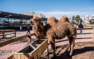 卡尔的萌宠庄园