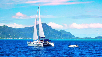 双体船畅游海豚湾