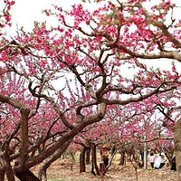 民和县桃花源景区