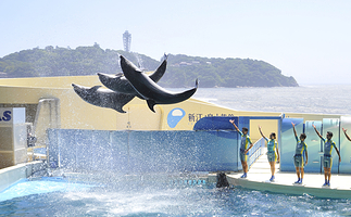 新江之岛水族馆