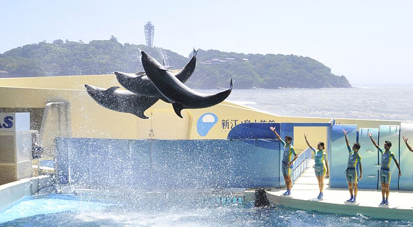 新江之岛水族馆