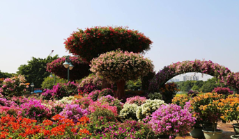 中国杜鹃花博览园