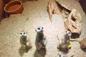 吉隆坡塔迷你动物园