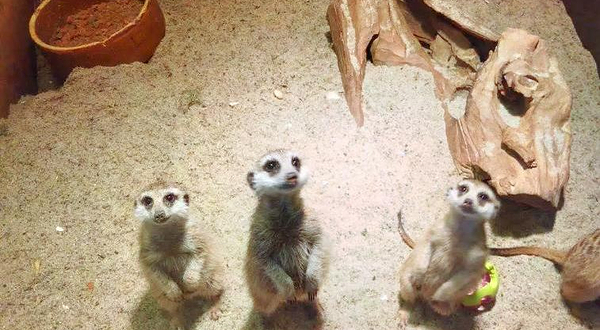 吉隆坡塔迷你动物园