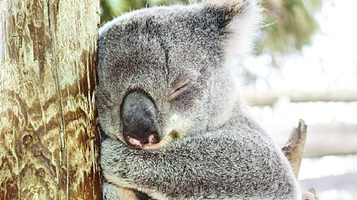 玛璐考拉和动物公园