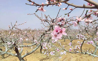 刘台桃花源风景区