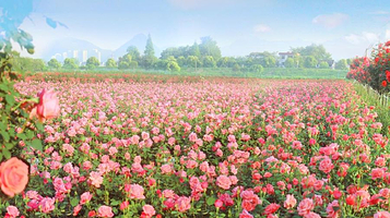 新沙岛玫瑰园