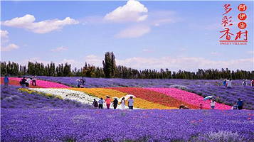 阿伊朵薰衣草文化旅游景区