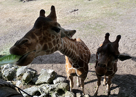 Jacksonville Zoo and Botanical Gardens