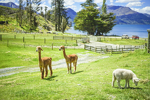 瓦尔特峰高原农场