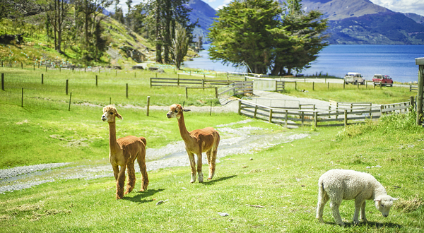 瓦尔特峰高原农场
