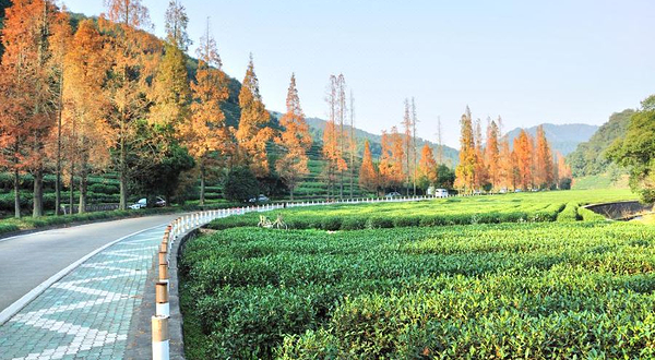 梅家坞村