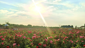 郑州玫瑰庄园