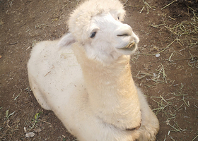 盛京荟亲子动物乐园