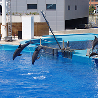 巴拉德罗海豚馆