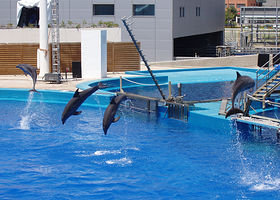 巴拉德罗海豚馆