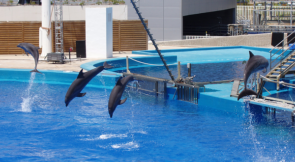 巴拉德罗海豚馆