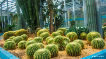 湛江南亚热带植物园