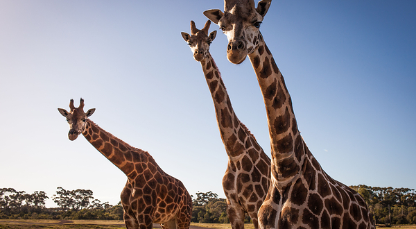 华勒比野生动物园