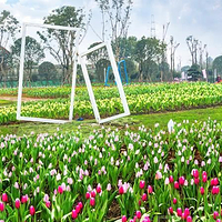 峨眉月南花乡