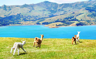 莎玛拉羊驼牧场