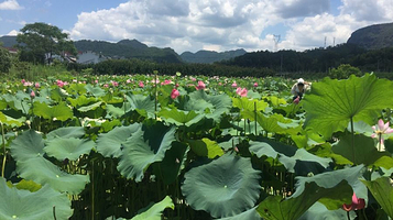 神仙居莲荷文化园