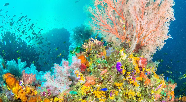 箱根园水族馆