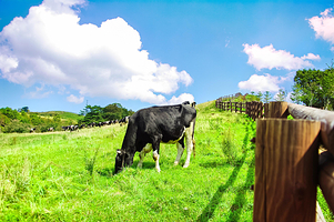 大关岭羊群牧场