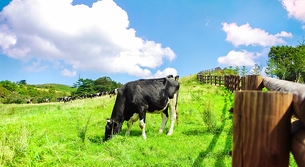 大关岭羊群牧场