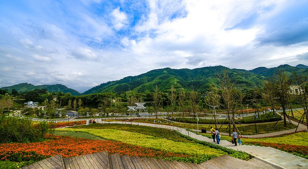 龙茶花海