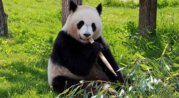 海南热带野生动植物园