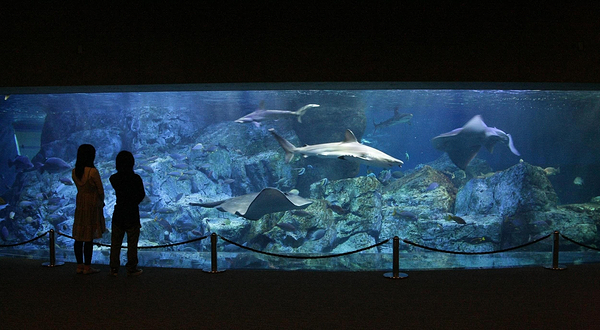 大分海之卵水族馆