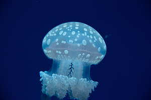 莱利大烟山水族馆