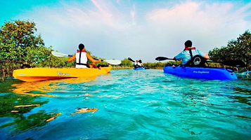 阿布扎比红树林皮划艇体验