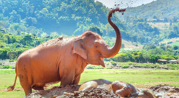 大象自然保护公园