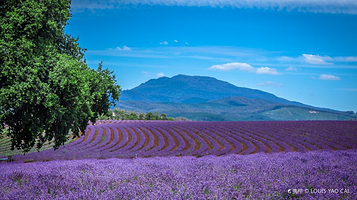 飘丝薰衣草庄园