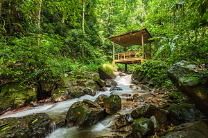 莫里热带雨林景区