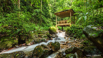 莫里热带雨林景区