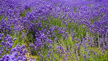 紫苏丽人薰衣草创意产业园