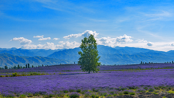 解忧公主薰衣草园