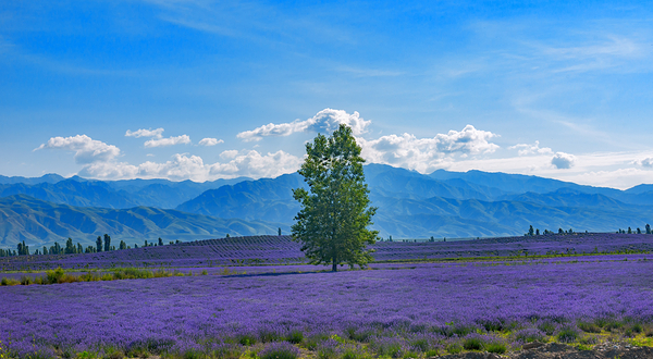 解忧公主薰衣草园
