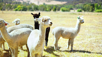 索芙特羊驼牧场