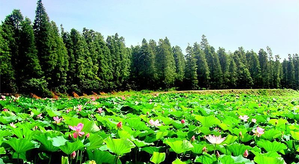 清水潭旅游度假区