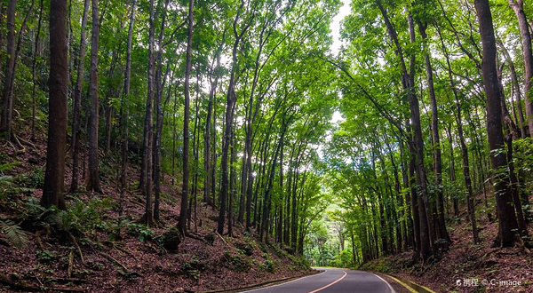 Mahogany人工森林