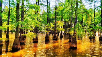 止马岭森林公园