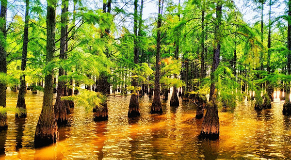 止马岭森林公园