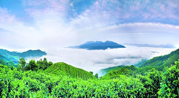 南山茶海景区