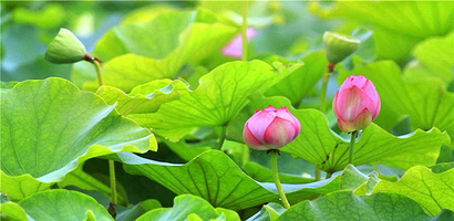 焦岗湖国家湿地公园