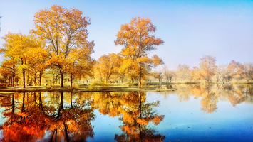 塔里木胡杨林公园